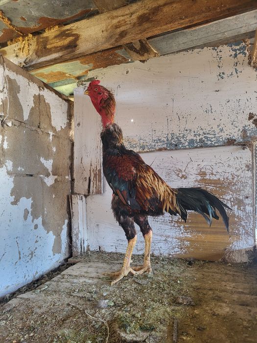 Дакан туляк кораз