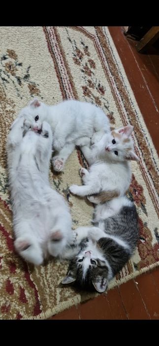 Котят отдам в хорошие руки