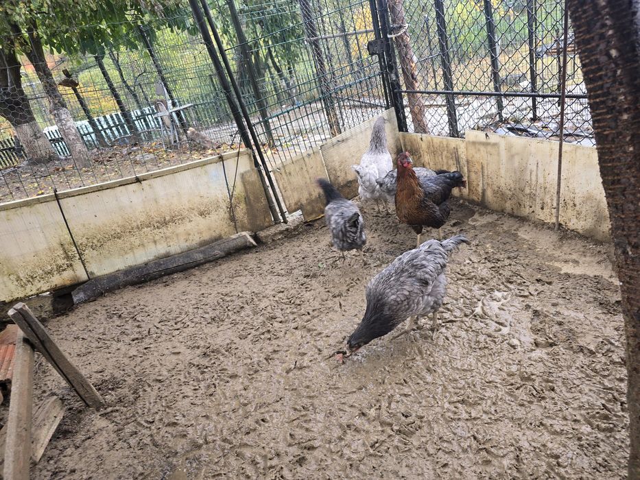 Gaina si cocos motat de vanzare