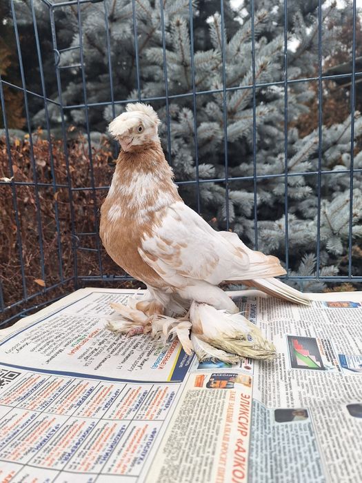 Продам молодого гульбадама