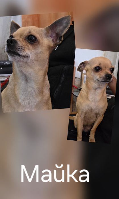 Куче чихуахуа женско