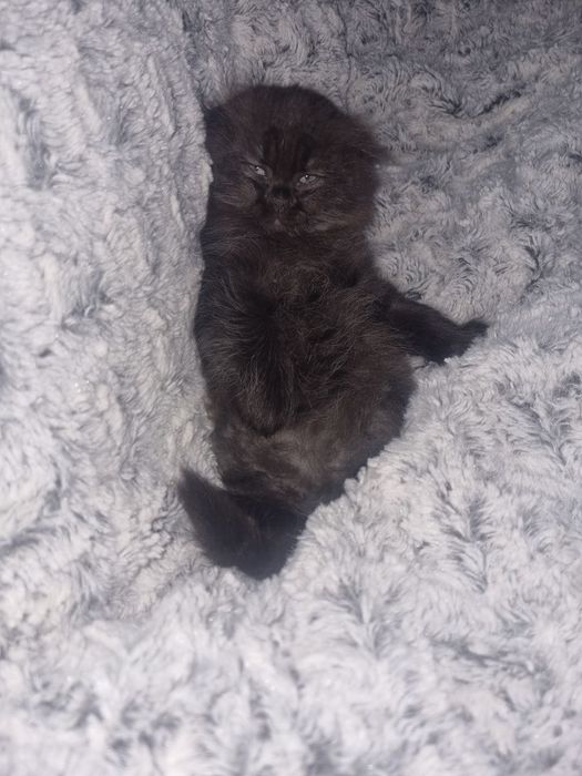 Шотландский вислоухие