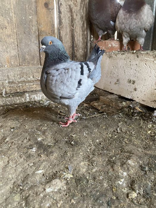 Vand sau schimb porumbei kingi