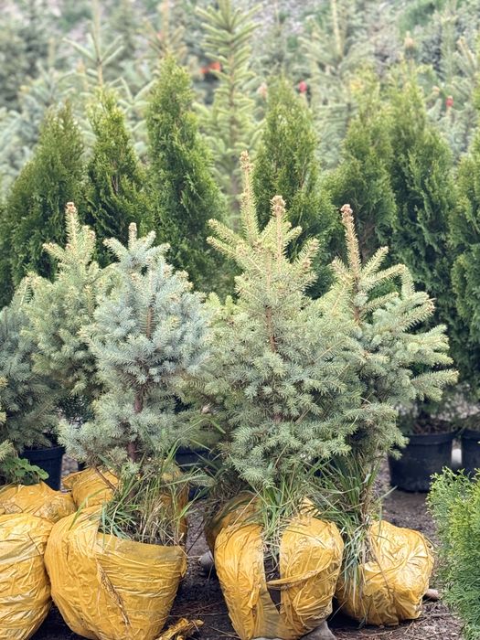 Декоративты елкалар