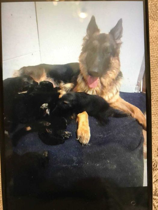Щенки немецкой овчарки