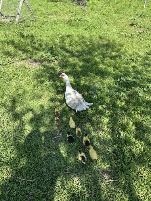 Rata cu 8 boboci Muscovy ducks  oua de rata