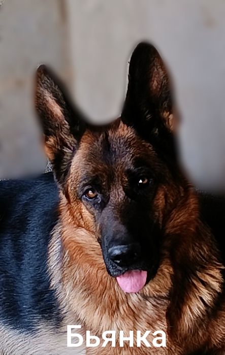 Щенок немецкой овчарки.