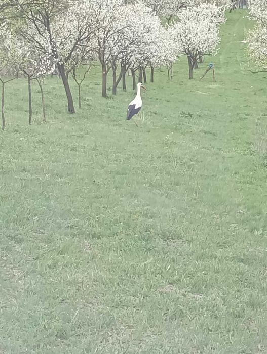 Teren intravilan Sopor