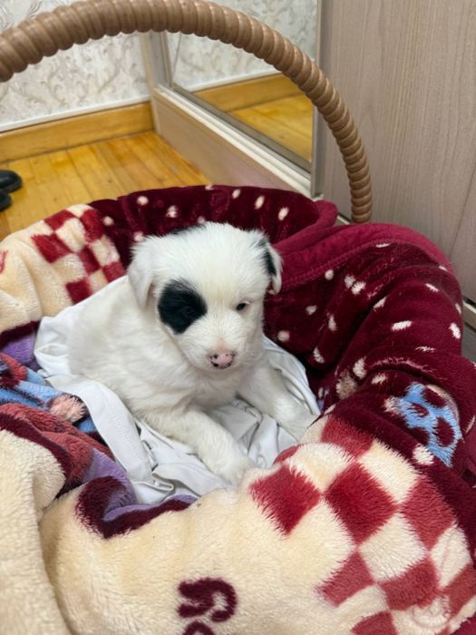 Самый красивый щенок в добрые руки