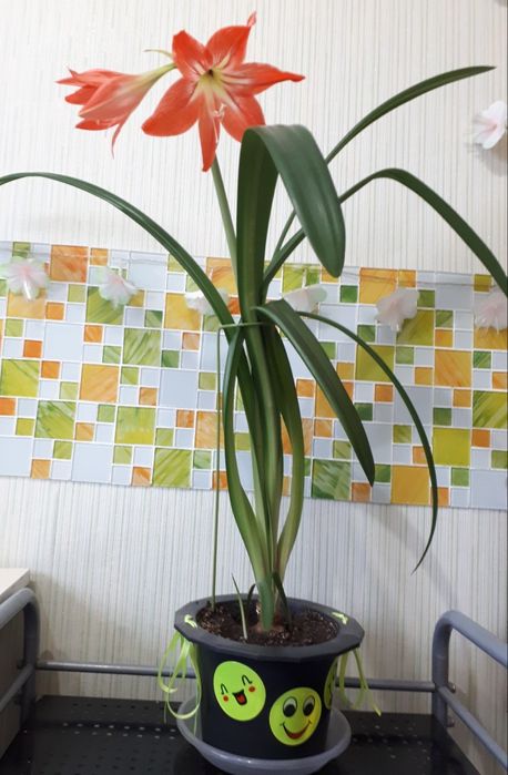 Комнатные цветы гиппеаструм