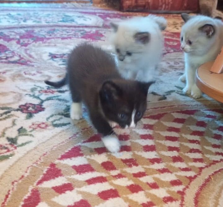 Отдам котят в хорошие руки.
