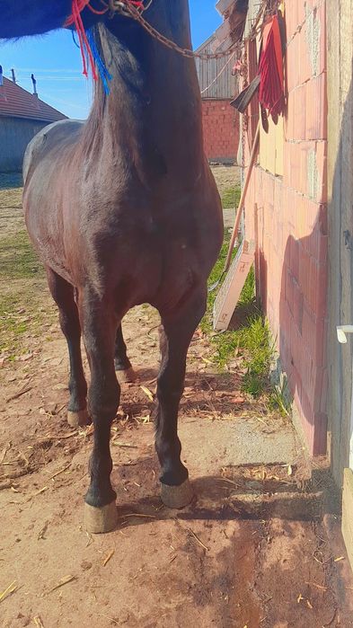 Vand sau schimb manz