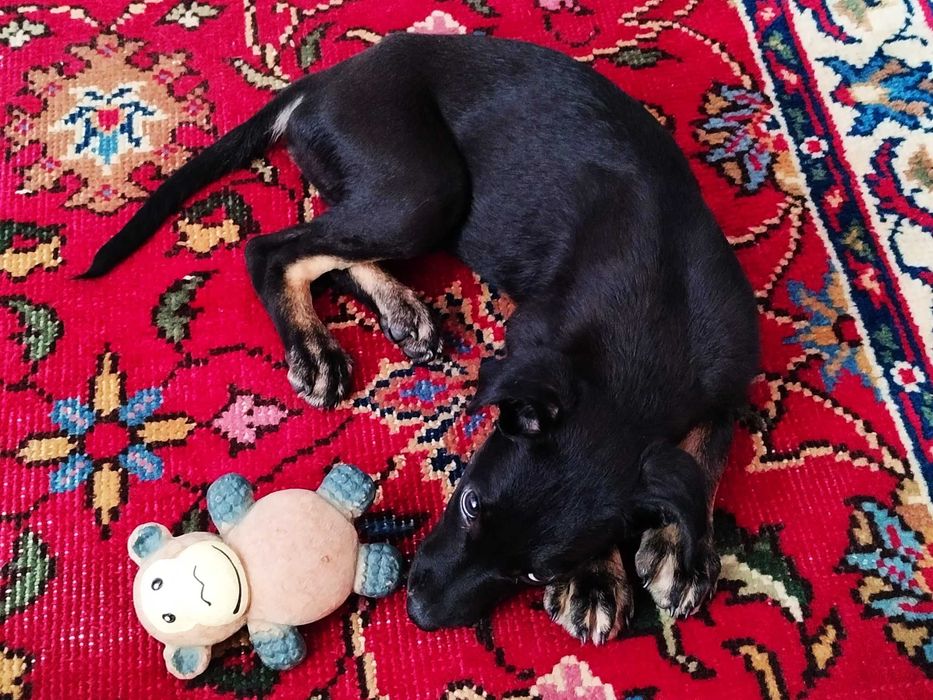 2 puiuței drăguței (și abandonați) își caută părinței (A MAI RĂMAS UNU!!)