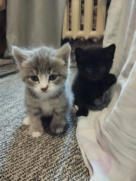 Отдам котят очень красивых