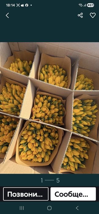 Продам тюльпаны.