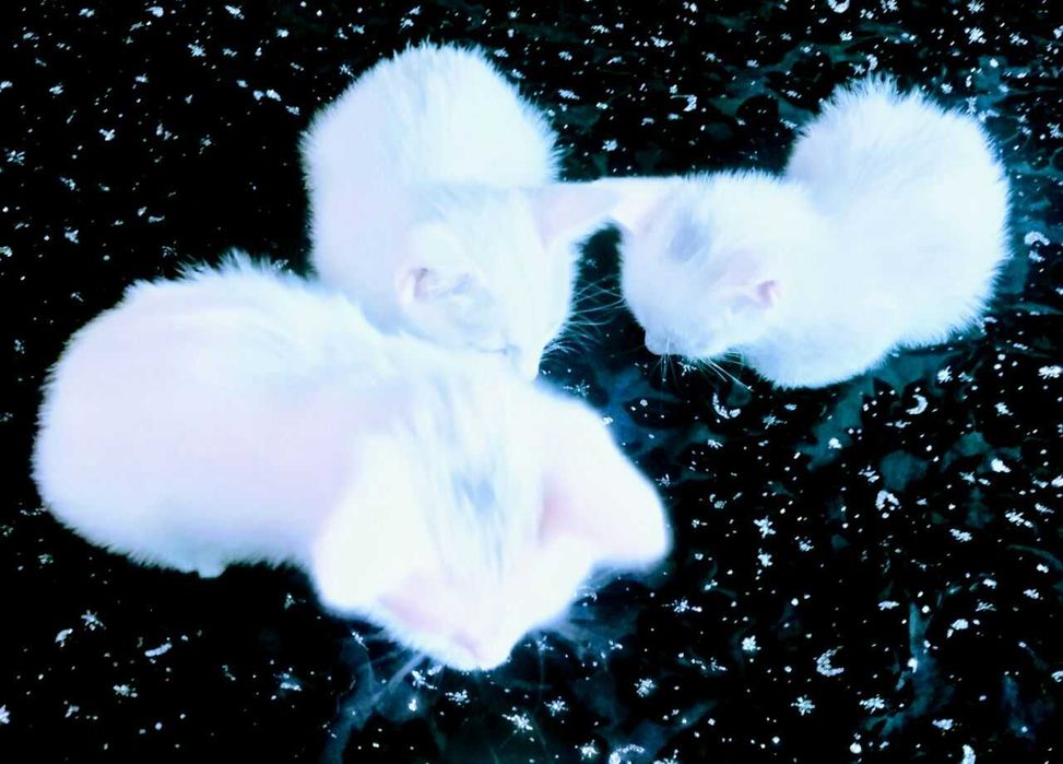 Koshki v Termeze. Beliye kotyata