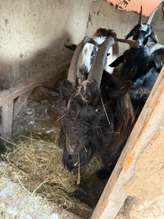 Козы и козлы 2/2