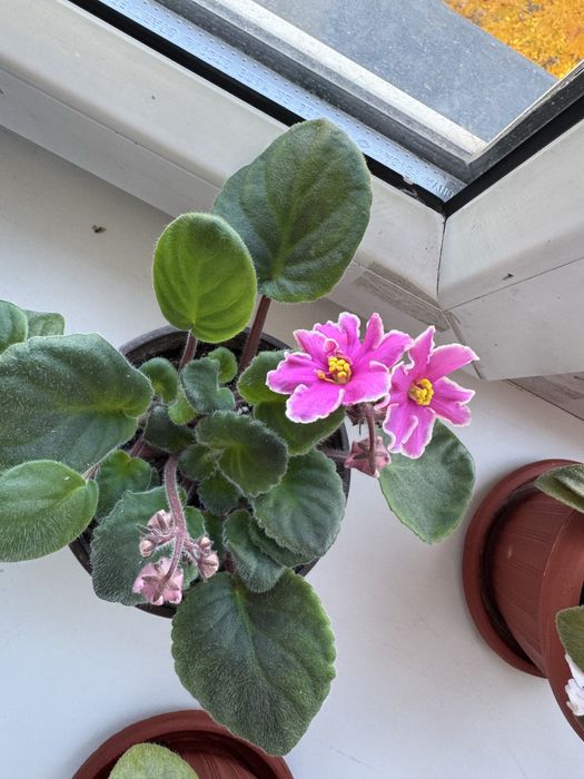 Фиалка продаётся