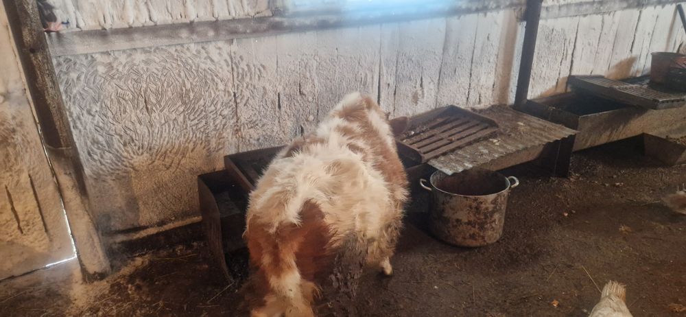 Продам телочку месячная