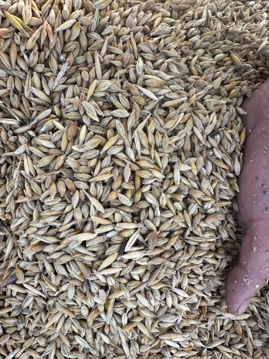 Ячмень в мешках ,6 тонн