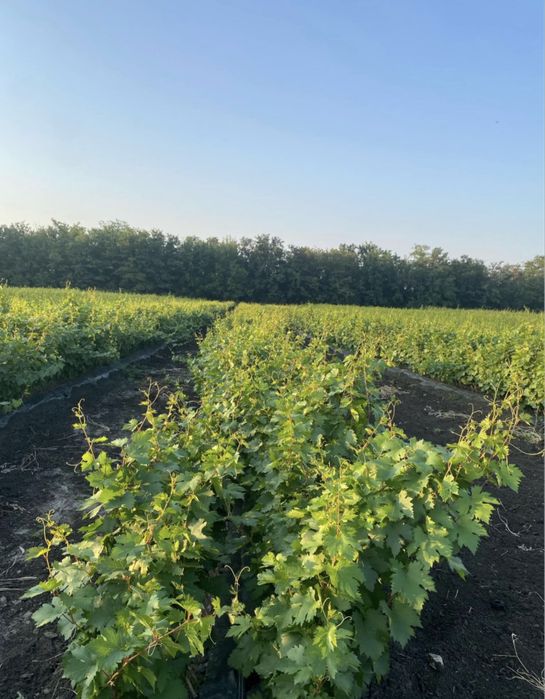 Butasi vita de vie!!!