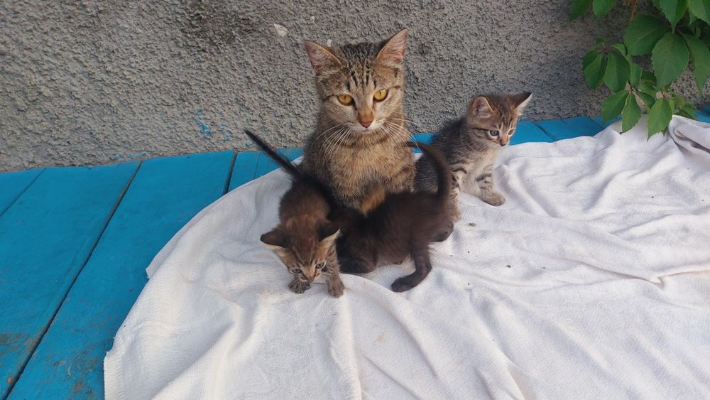 Отдам котят в добрые руки