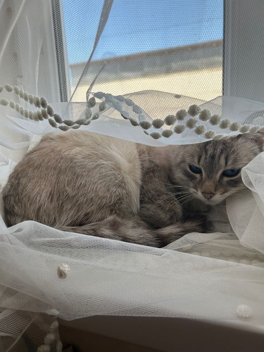 красивая взрослая кошка МЫСЫҚ