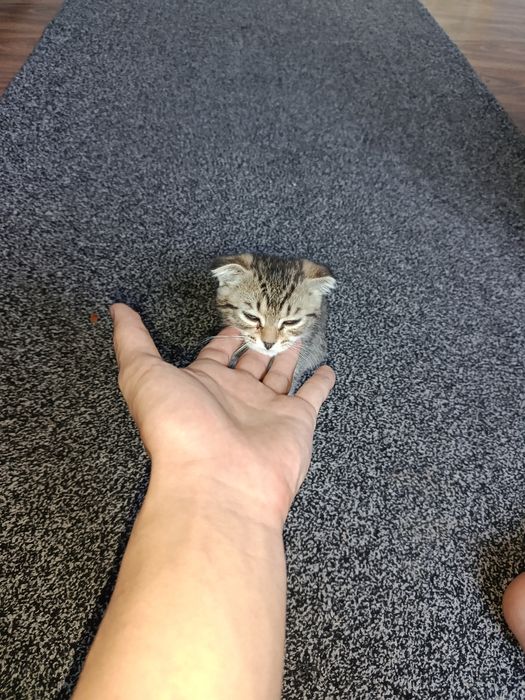 кошка вислоухая, кошка котята