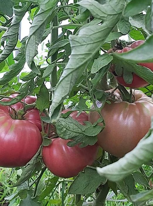 Разсад селски розов домат и червен селски  с тънка люспа и без кочан