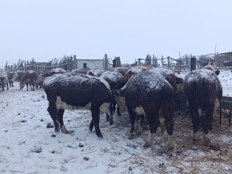 Племенной қашарлар сатамын