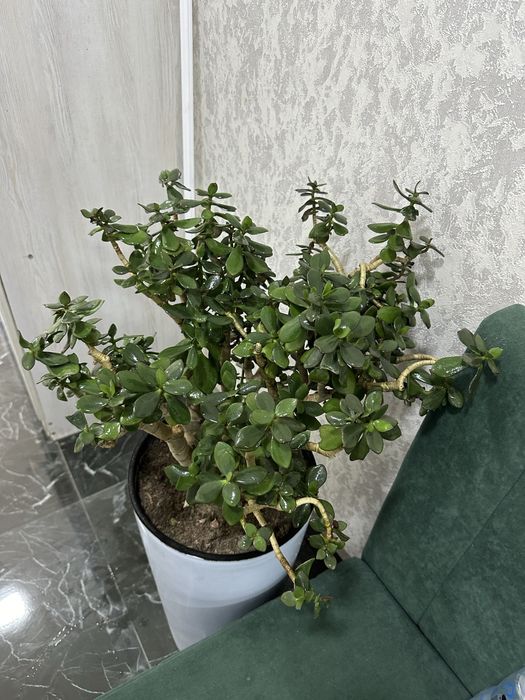 Цветы,Gullar pod ofis