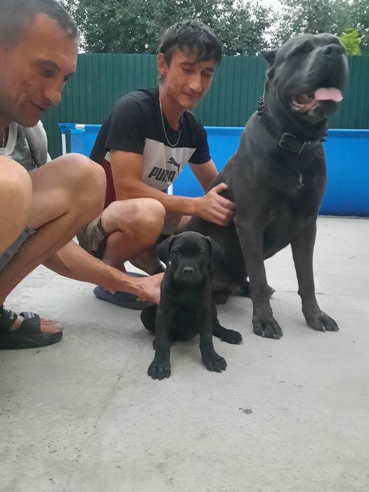 Вязка Кане Корсо