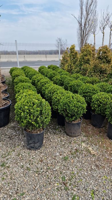 Buxus globular Eunimus globular