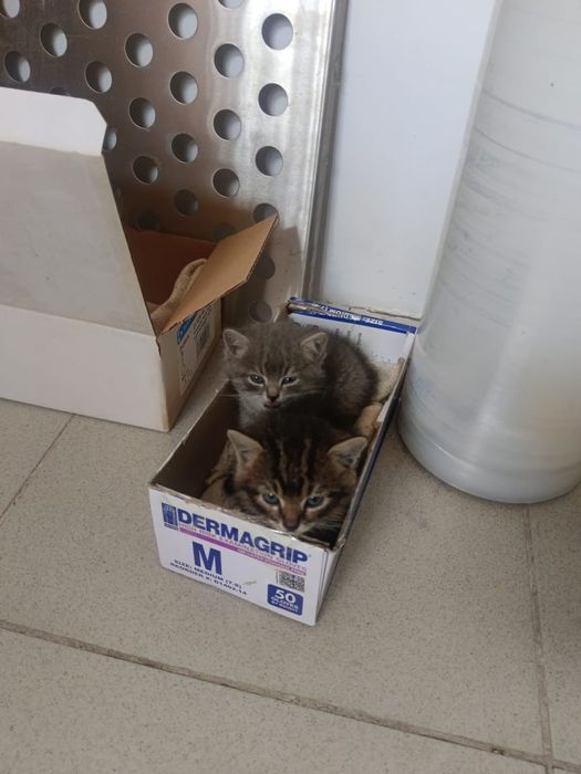 Отдам котят в добрые руки