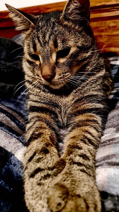 Motanel pentru adoptie
