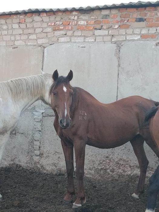 Продам лошадей!!!