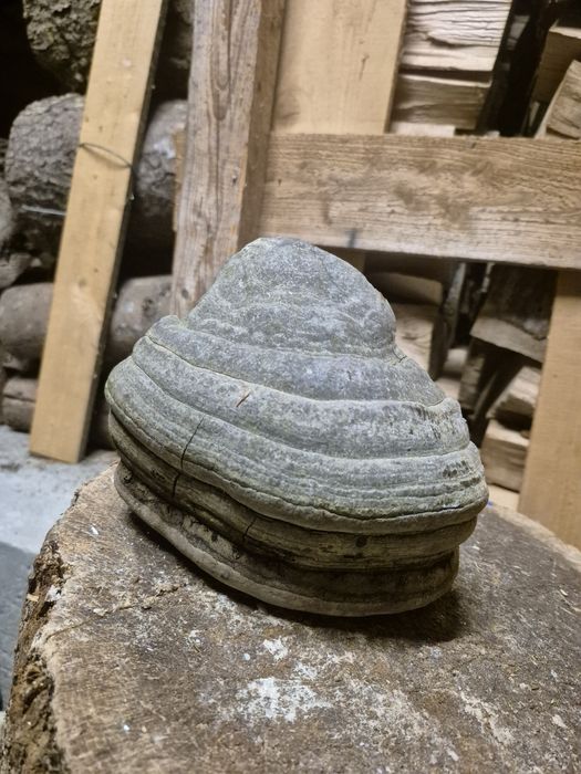 Iasca de fag pentru fum la albine