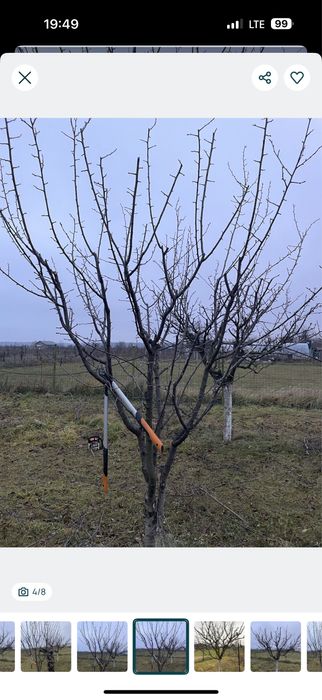 Taieri arbori si pomi fructiferi!