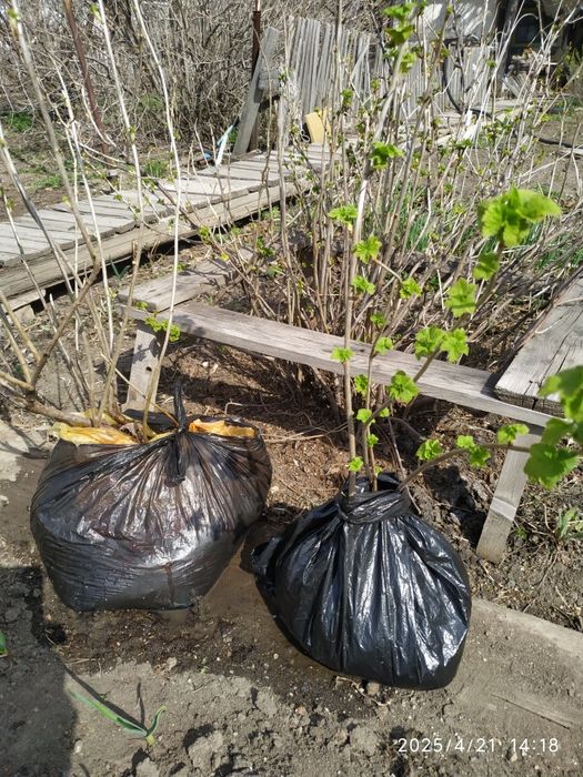 Продам саженцы черной смородины