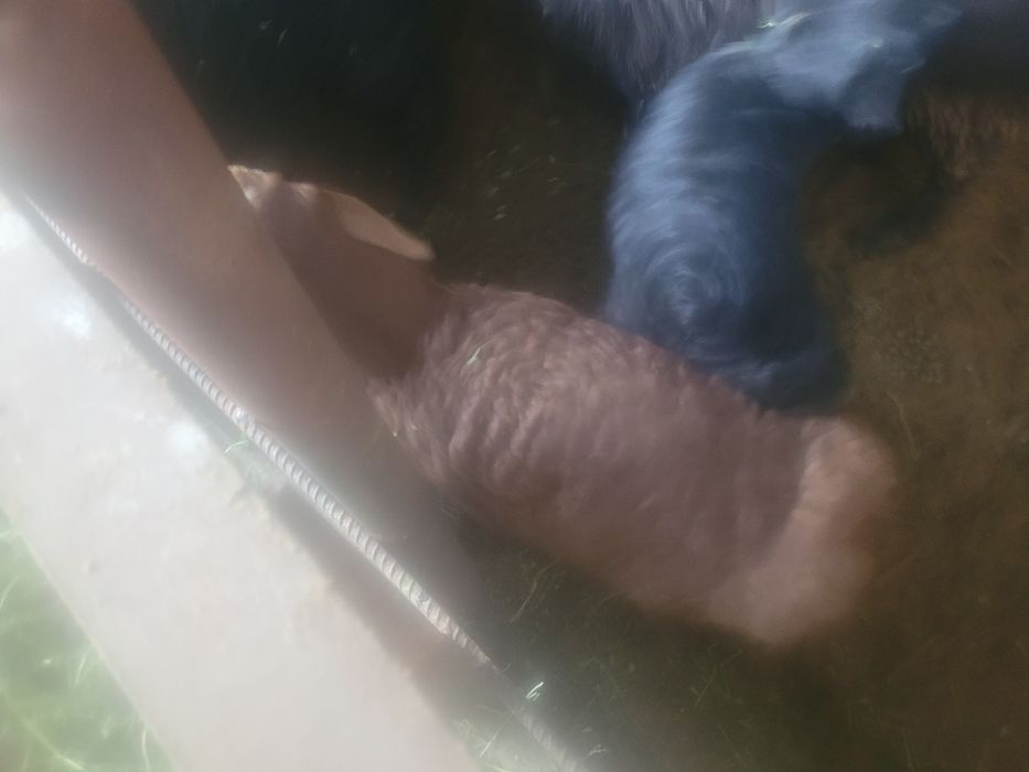 Козы козы козы козы