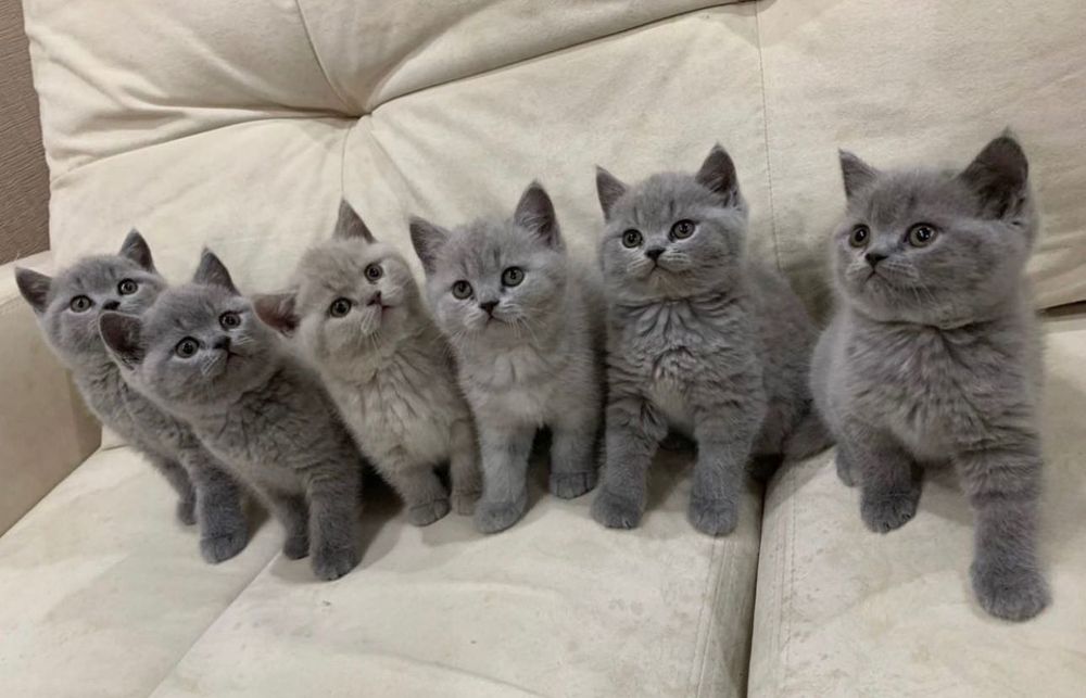 Мимишные британские котята!