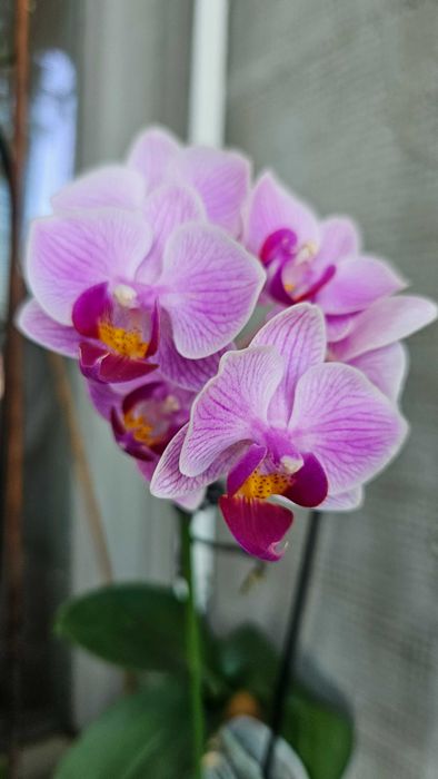 Продавам цветя от личната си колекция