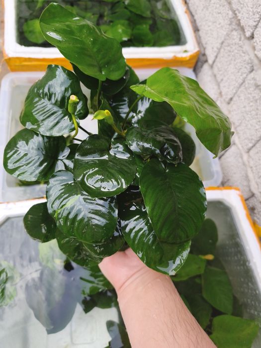 Anubias gigant sort
