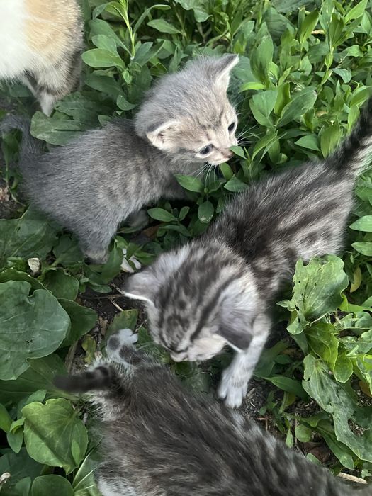Отдам котят в добрые руки