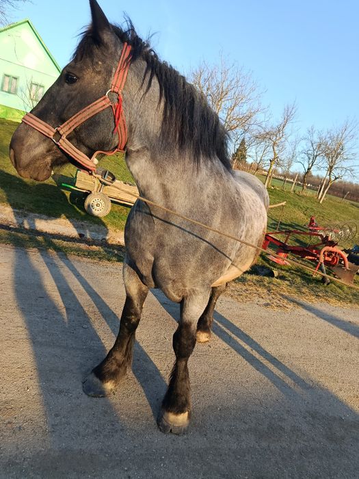 Vând manza de 3 ani jumate