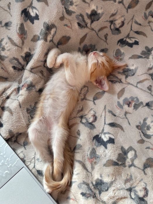 Отдам котят. Трехцветные девочки, рыбе белые мальчики.