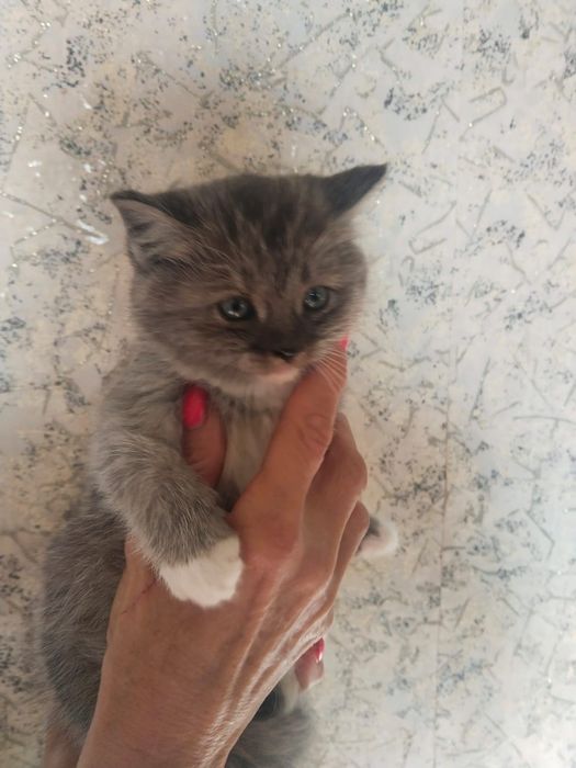 Котята шотландцы