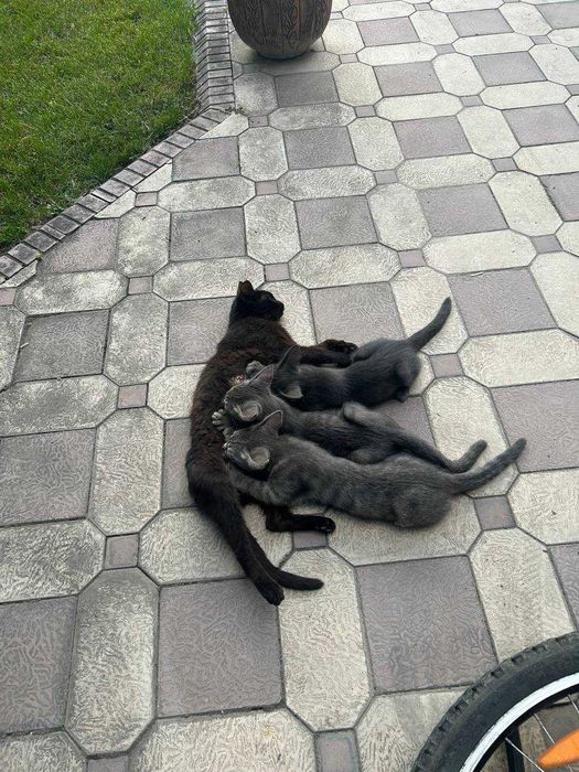 Отдам котят в хорошие руки