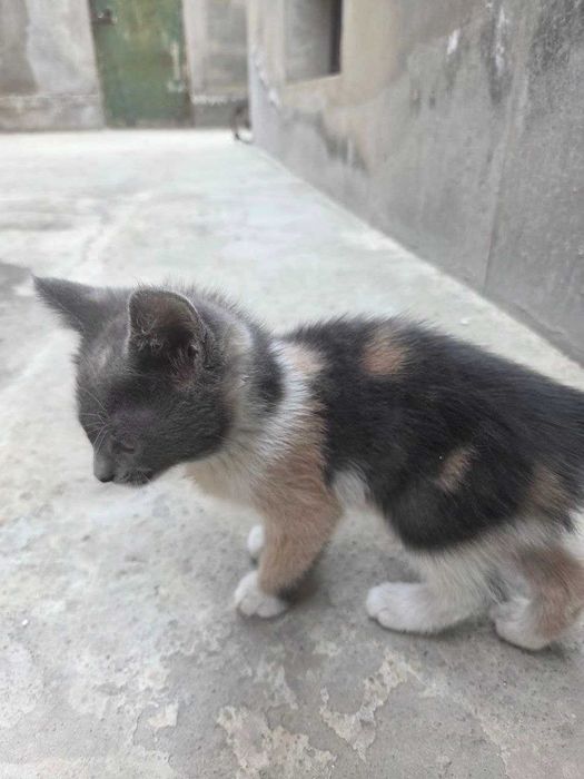 2 котенка отдам в хорошие руки