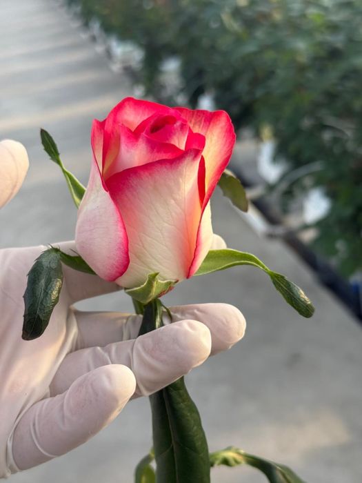 Свежесрезанные розы с теплицы